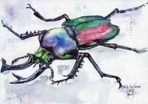 image of beetle #26