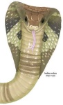 image of indian_cobra