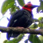 image of bird