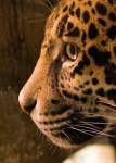 image of jaguar_car