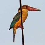 image of bird