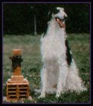 image of borzoi