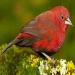 image of bird