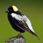 image of bird