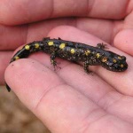 image of spotted_salamander