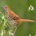 image of bird