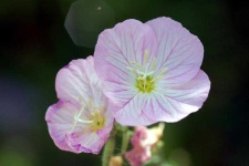 image of flower