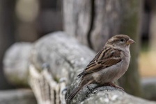 image of animal