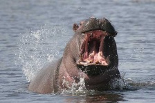 image of hippopotamus