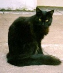 image of animal