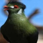 image of bird