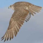 image of bird