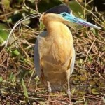 image of bird