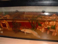 image of axolotl