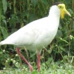 image of bird