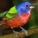 image of bird