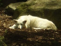 image of white_wolf #14