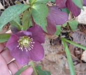 image of lenten_rose #24