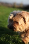 image of norfolk_terrier #31