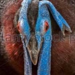 image of bulwers_pheasant #23