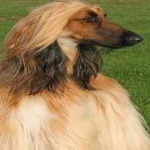 image of animal