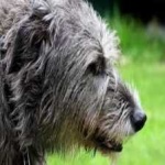 image of animal