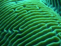 image of coral #22