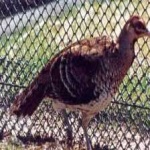 image of bird