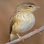 image of bird