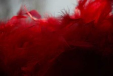 image of feather_boa