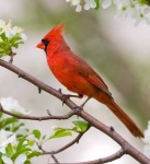 image of cardinal