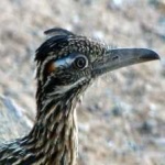 image of bird