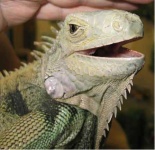 image of common_iguana
