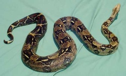 image of boa_constrictor #27