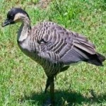 image of bird