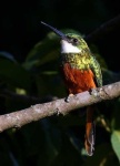 image of jacamar