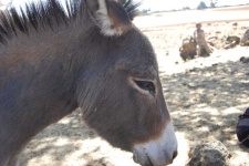 image of animal