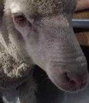image of animal