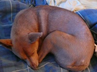 image of kelpie
