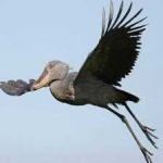 image of bird