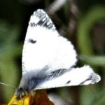 image of animal