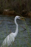 image of american_egret