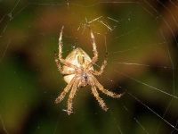 image of spider_web