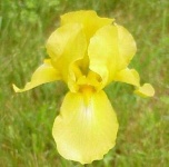 image of bearded_iris #51