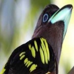 image of banded_broadbill #33