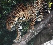 image of jaguar_car