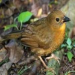 image of bird