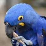 image of lears_macaw #32