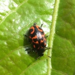 image of animal