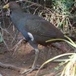 image of bird